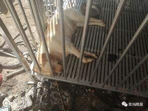 泉州爆料大狗视频,究竟何方神圣? 第3张 泉州爆料大狗视频,究竟何方神圣? 第3张